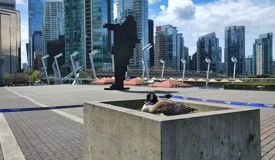 Mother Goose Can Nest Safely Vancouver Convention Centre